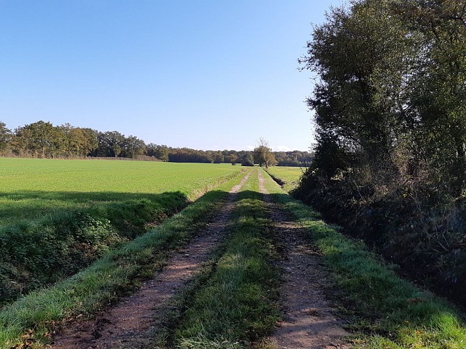 Viriat - Plan d'eau de Champataule - Bois de But