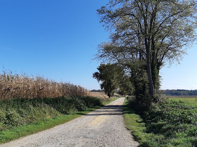 Viriat - Plan d'eau de Champataule - Bois de But