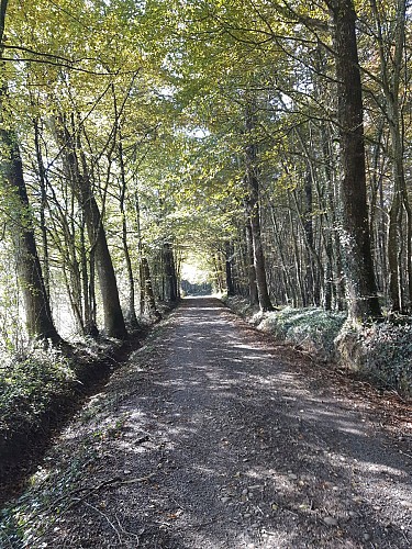 Etangs de Bizadan et de But hiking trail - Voie royale