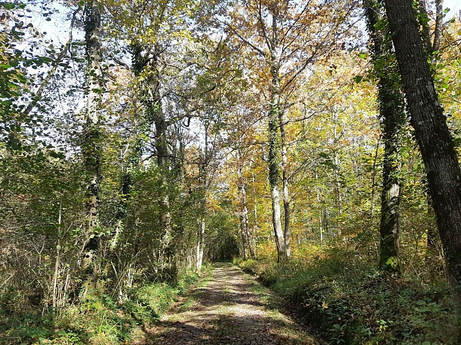 Etangs de Bizadan et de But hiking trail - Voie royale
