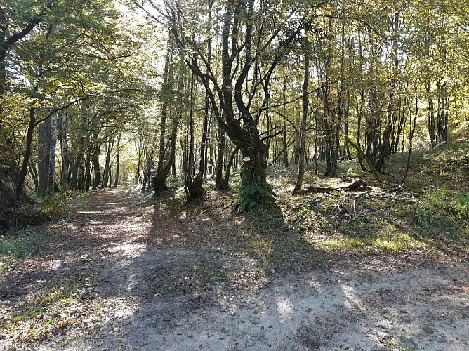 Etangs de Bizadan et de But hiking trail - Voie royale