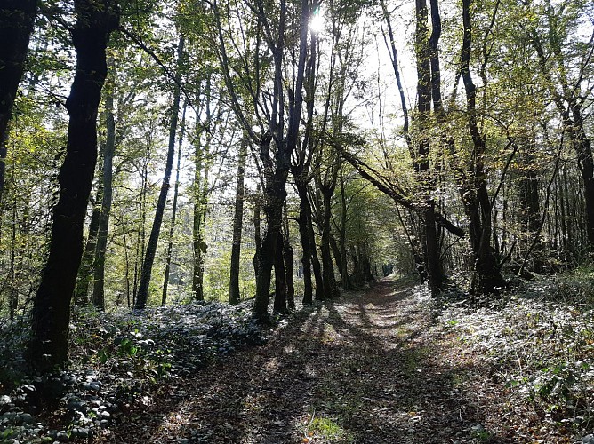 Etangs de Bizadan et de But hiking trail - Voie royale
