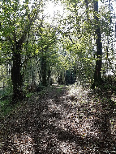 Etangs de Bizadan et de But hiking trail - Voie royale