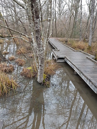 Etangs de Bizadan et de But hiking trail - Voie royale