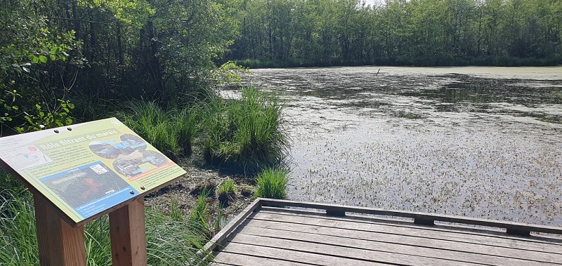 Bresse Vallons - Etangs de Bizadan et de But - Voie royale