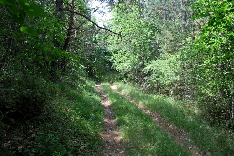 Itinéraire en sous-bois