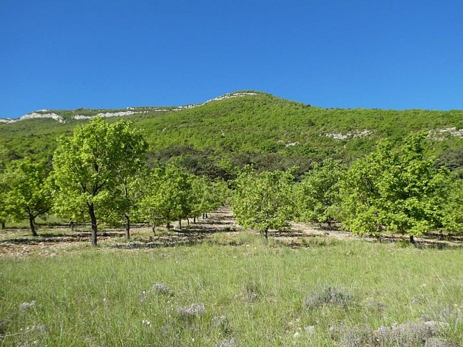 Arbres fruitiers en chemin