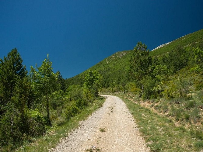 Piste bordant la Forêt Domaniale de la Méouge