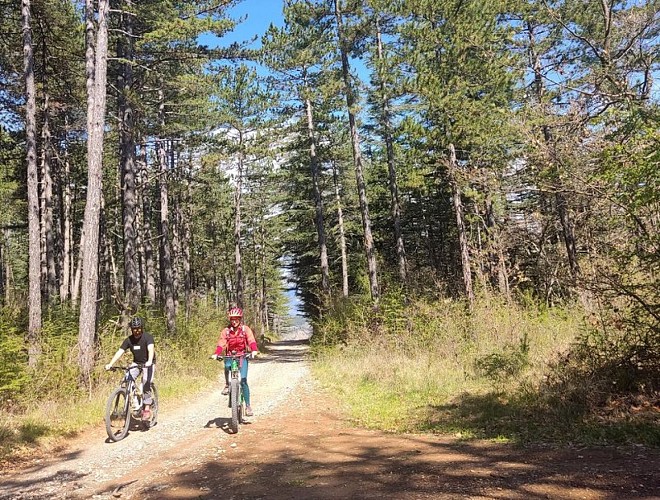 Sur piste forestière