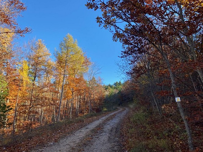 Jolie piste aux couleurs d'automne