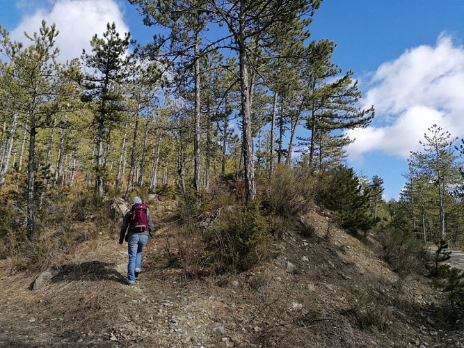 Petit sentier discret qui part en direction de la Chapelle