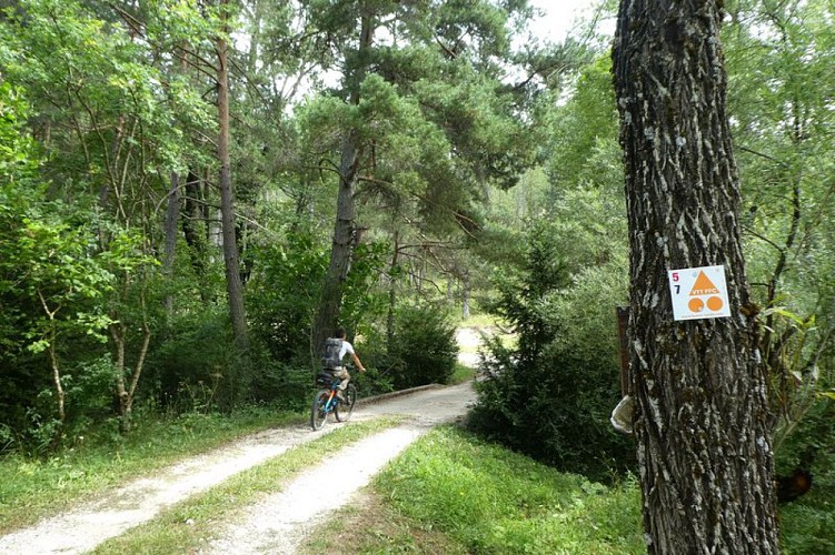 Sentier forestier