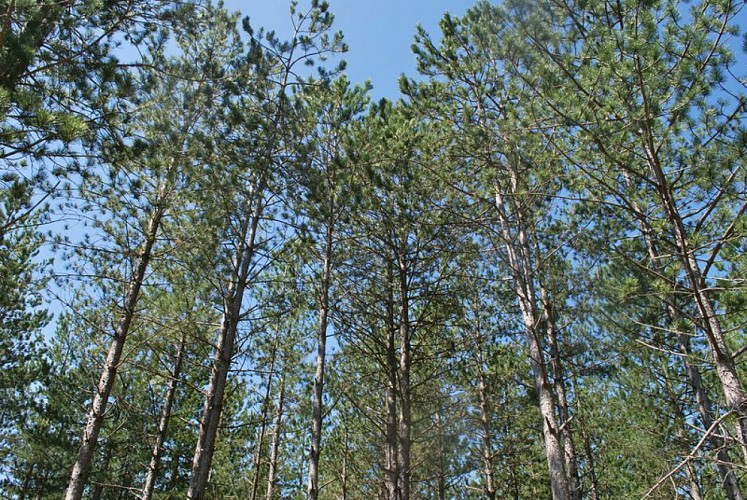 Vaste forêt de pins