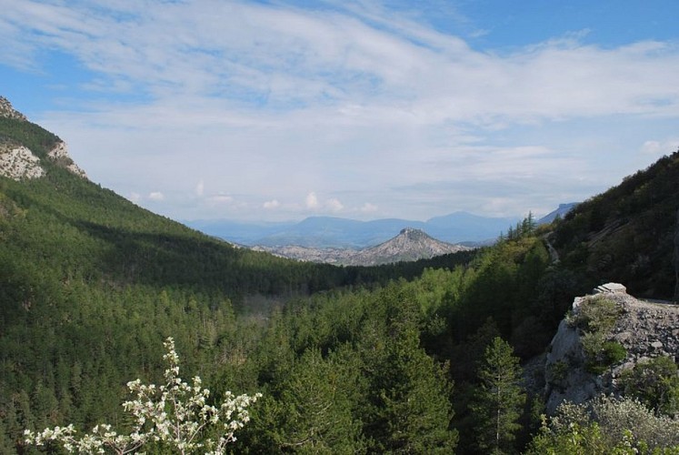 Paysage forestier et sauvage
