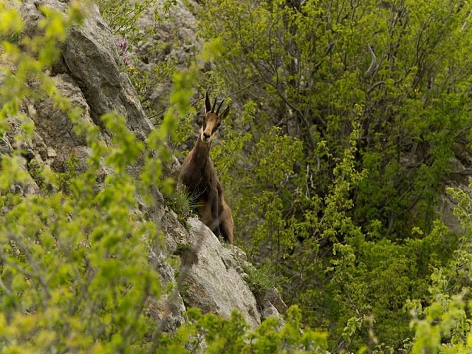 Chamois autour du Pied du Mulet