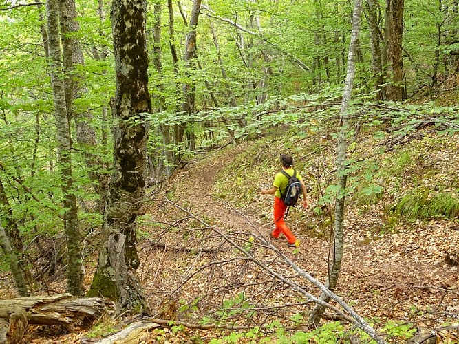 Sentier ombragé