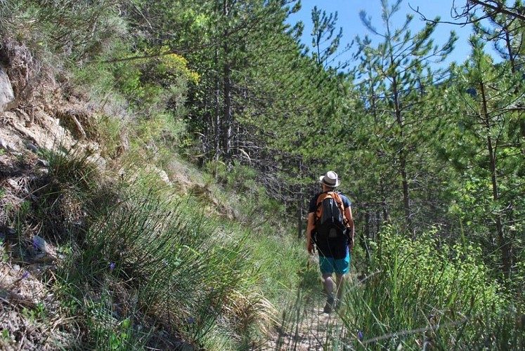 Pins aux abords du sentier