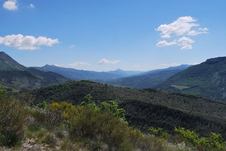 Des forêts à perte de vue