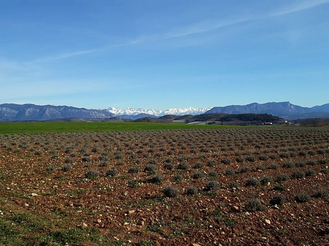 Champs de lavande hors période de floraison