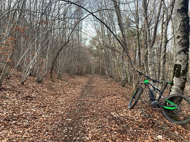 Belle piste forestière en chemin