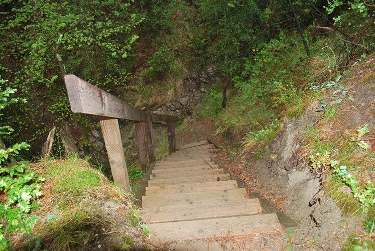 Escalier en forêt