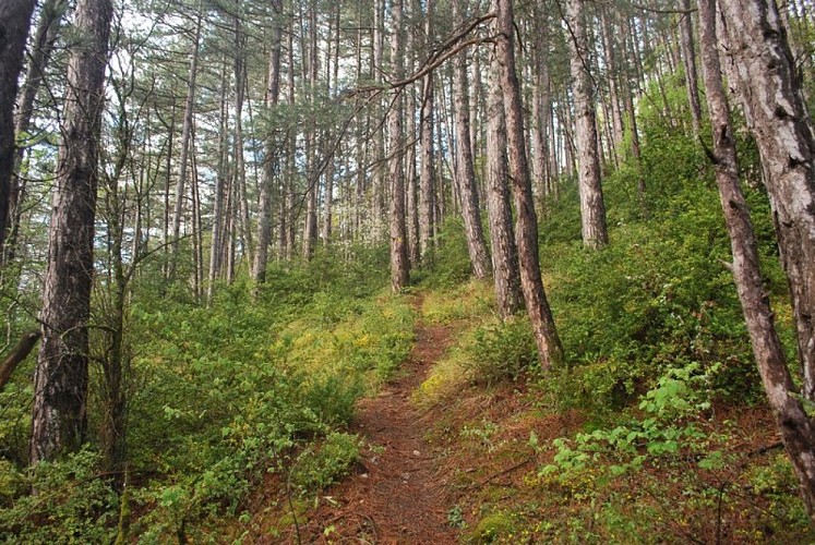 Ambiance forestière