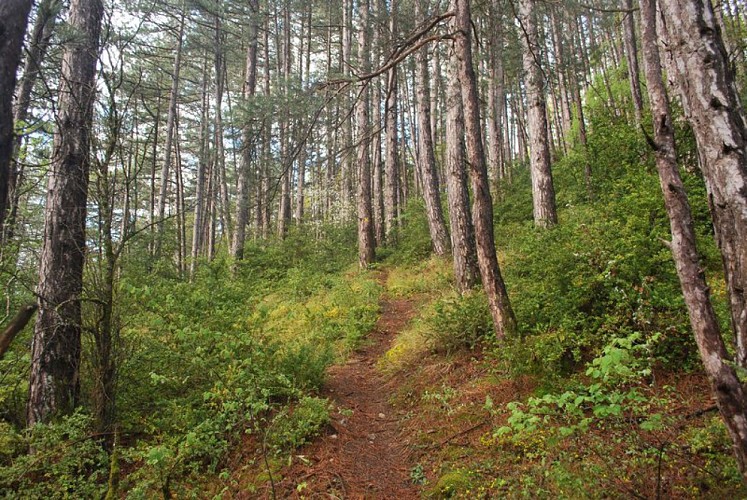 Ambiance forestière