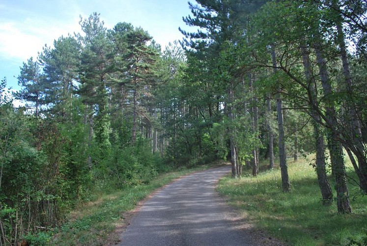 Portion de route dans la pinède