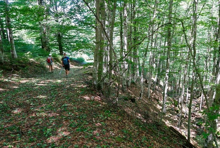 Retour en forêt