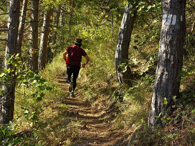 Grimpette en forêt