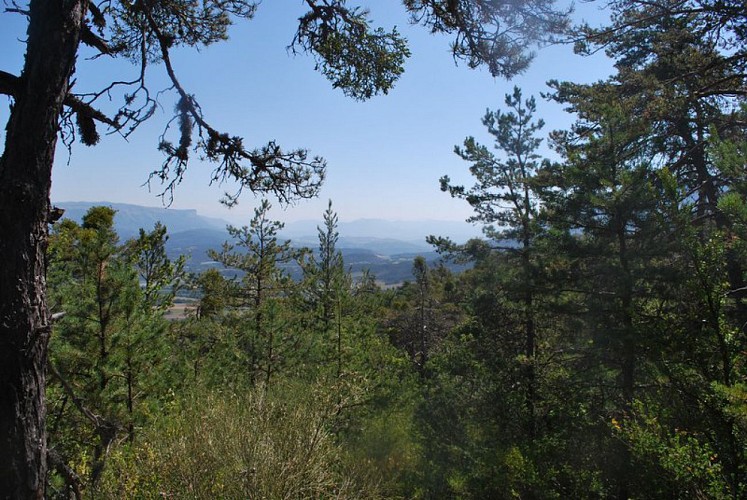 Agréable forêt de pins