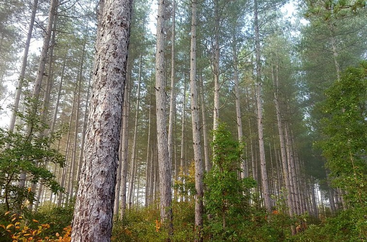 Le Bois de la Garenne