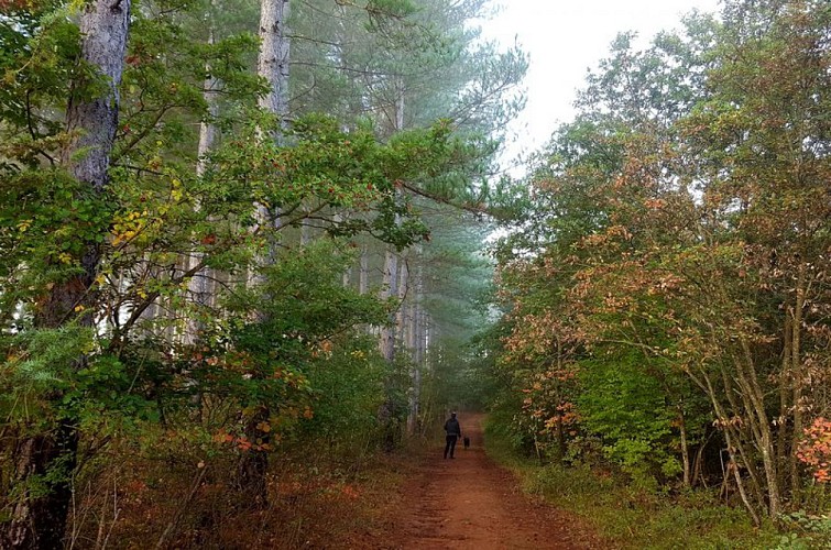 Le Bois de la Garenne