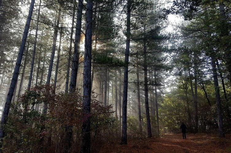 Ambiance mystérieuse dans le Bois de la Garenne