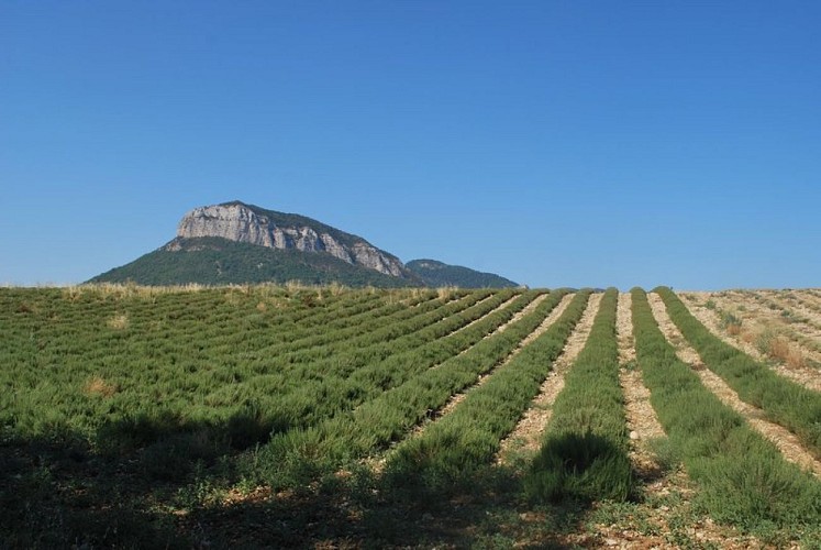 Le Mont Garde et les champs de lavande