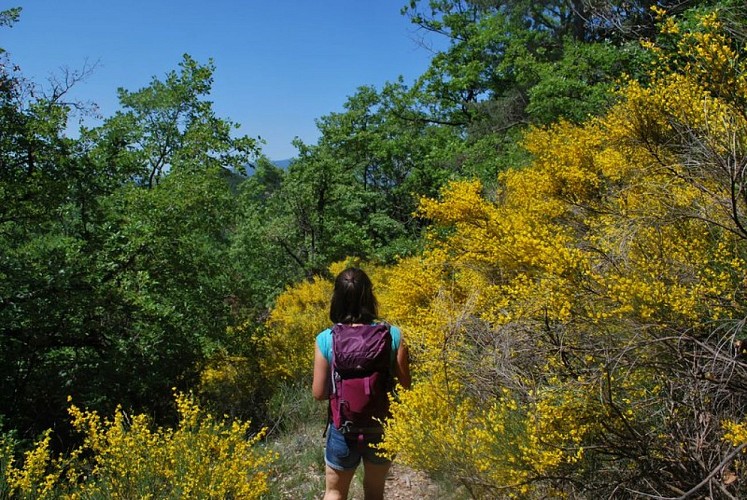 Les genêts bordent le sentier