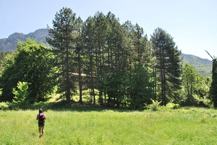 Le sentier traverse de belles prairies