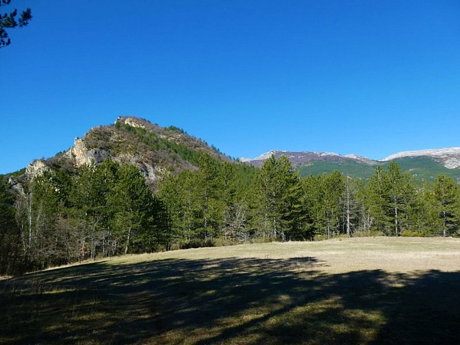 Belle étendue verdoyante