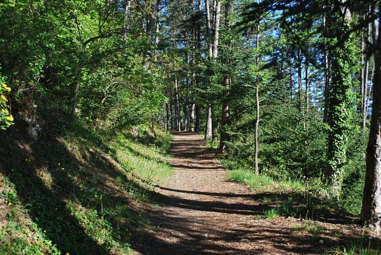 Agréable sentier ombragé