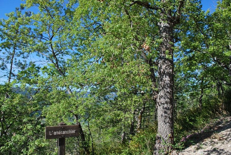 Le sentier botanique