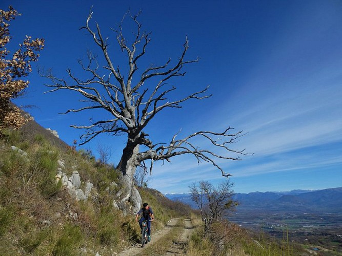 Arbre particulier le long du chemin