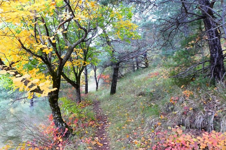 Ravissant chemin en sous bois