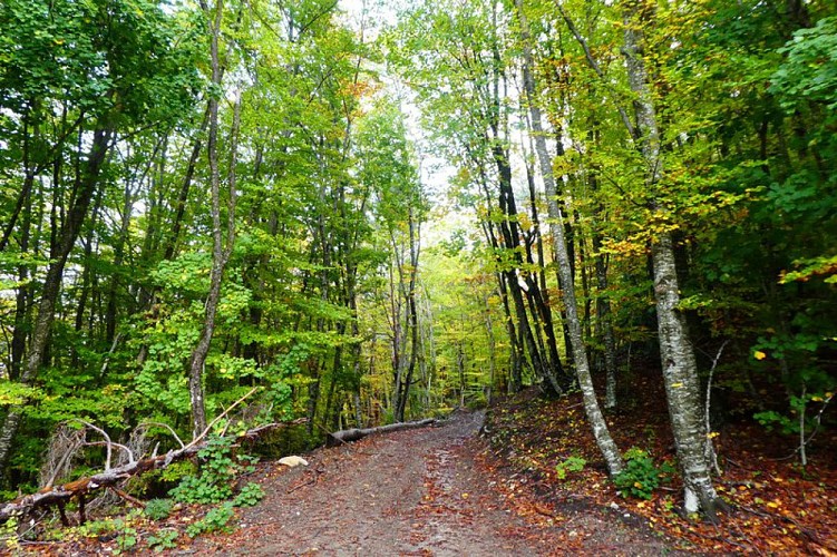 Agréable sentier forestier