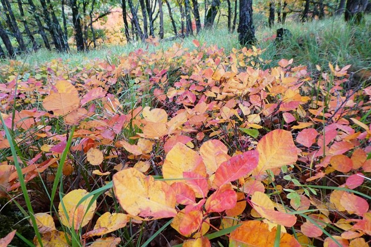 Un parterre aux couleurs de l'automne