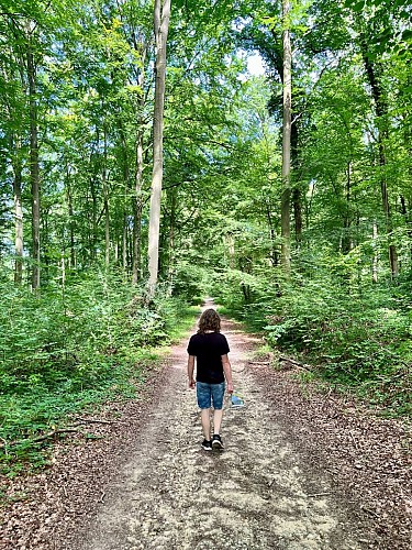 Remontez le temps en forêt de Hez-Froidmont