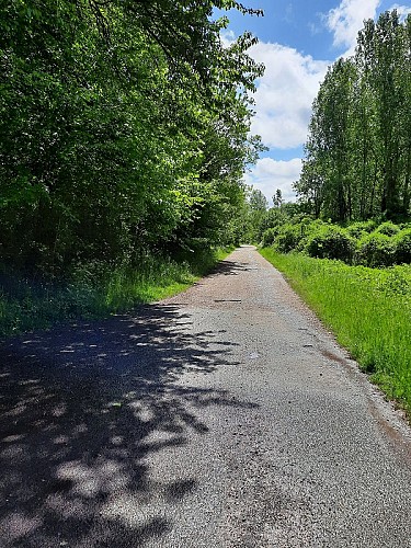 Les chênes verts