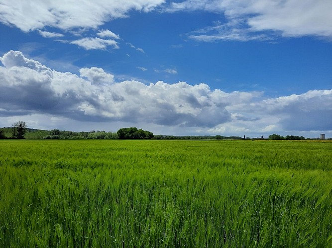 Les chênes verts