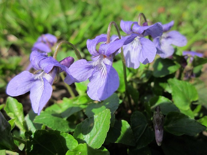 Circuit du chemin des violettes