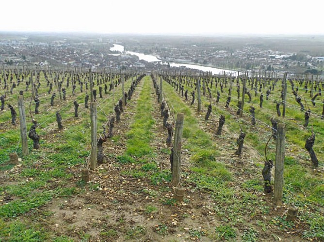 Joigny et les vignes de la Côte Saint-Jacques