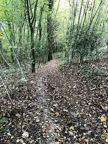 Randonnée VTT SUR LA ROUTE DU DRUIDE